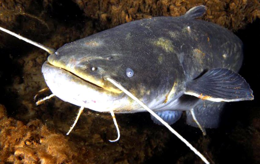 Silurus glanis_02.jpg